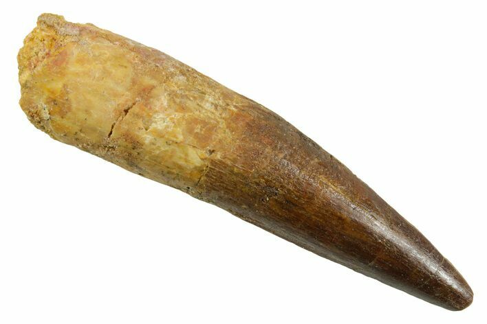 Fossil Spinosaurus Tooth - Real Dinosaur Tooth #380973